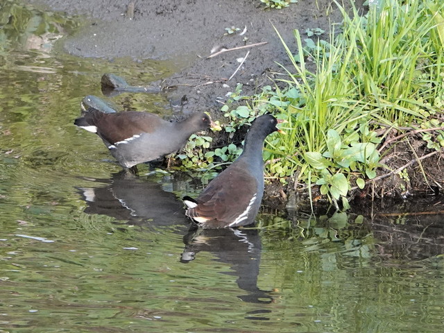 DSC03535バン３.jpg