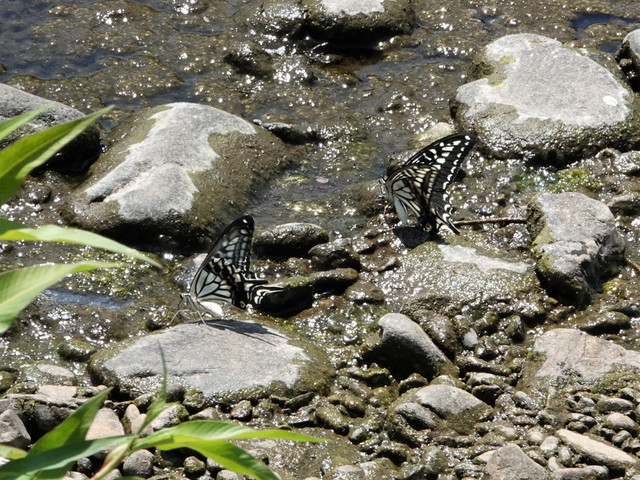 DSC00827アゲハ2羽.jpg