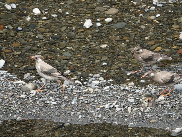 DSC00969ムクドリ２.jpg