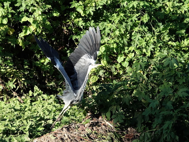 DSC01167アオサギ２.jpg