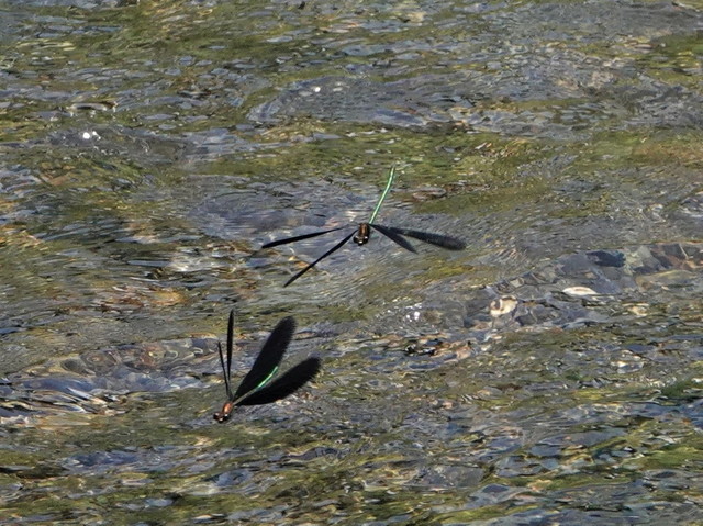 DSC01113ハグロトンボ４.jpg