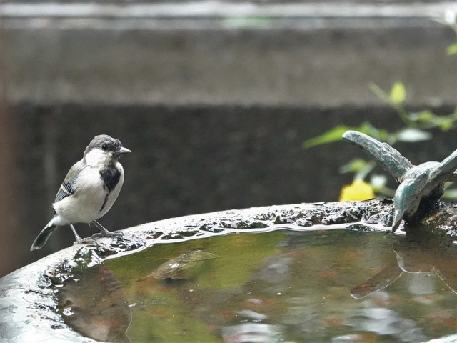 DSC02833シジュウカラ１.jpg