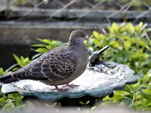 DSC00432キジバト３.jpg