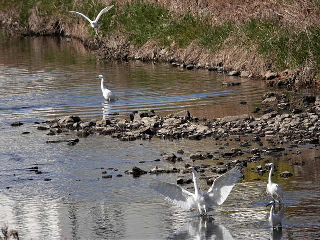 DSC00939ダイサギ＋コサギ.jpg